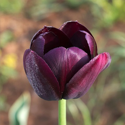 Voyez notre sélection de bulbes de tulipes noirs violaces chez Jardin2M