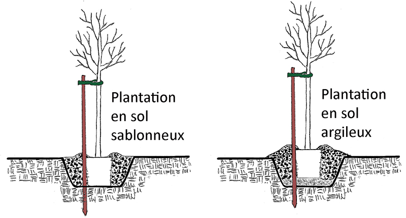 Technique de plantation