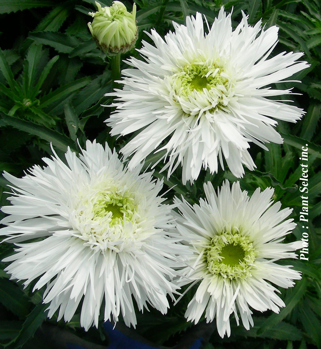 Leucanthemum superbum Sante - Marguerite / Shasta Daisy - Nos végétaux -  Jardin2m