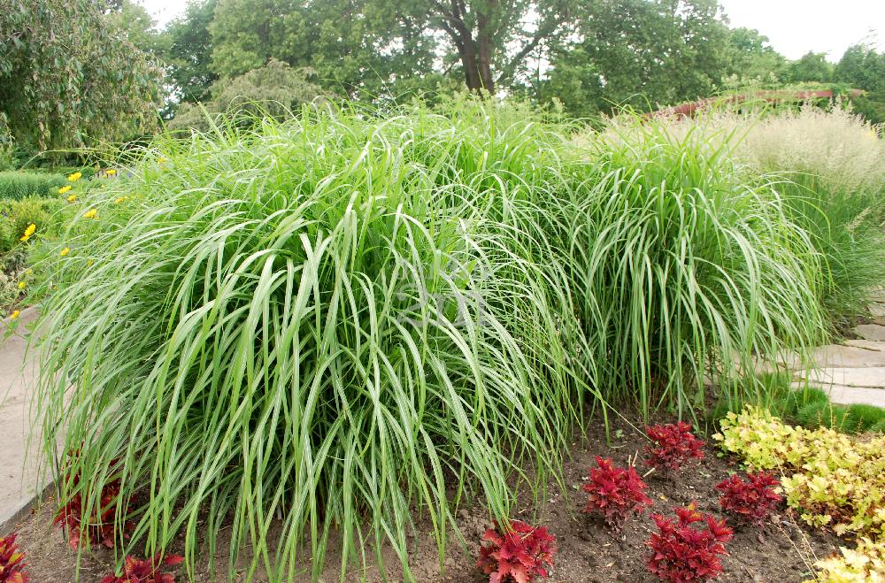 Miscanthus sinensis Malepartus Roseau  de  Chine 