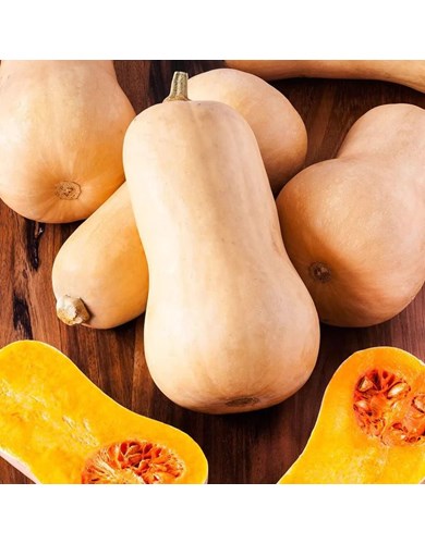 Courge d'hiver butternut queen