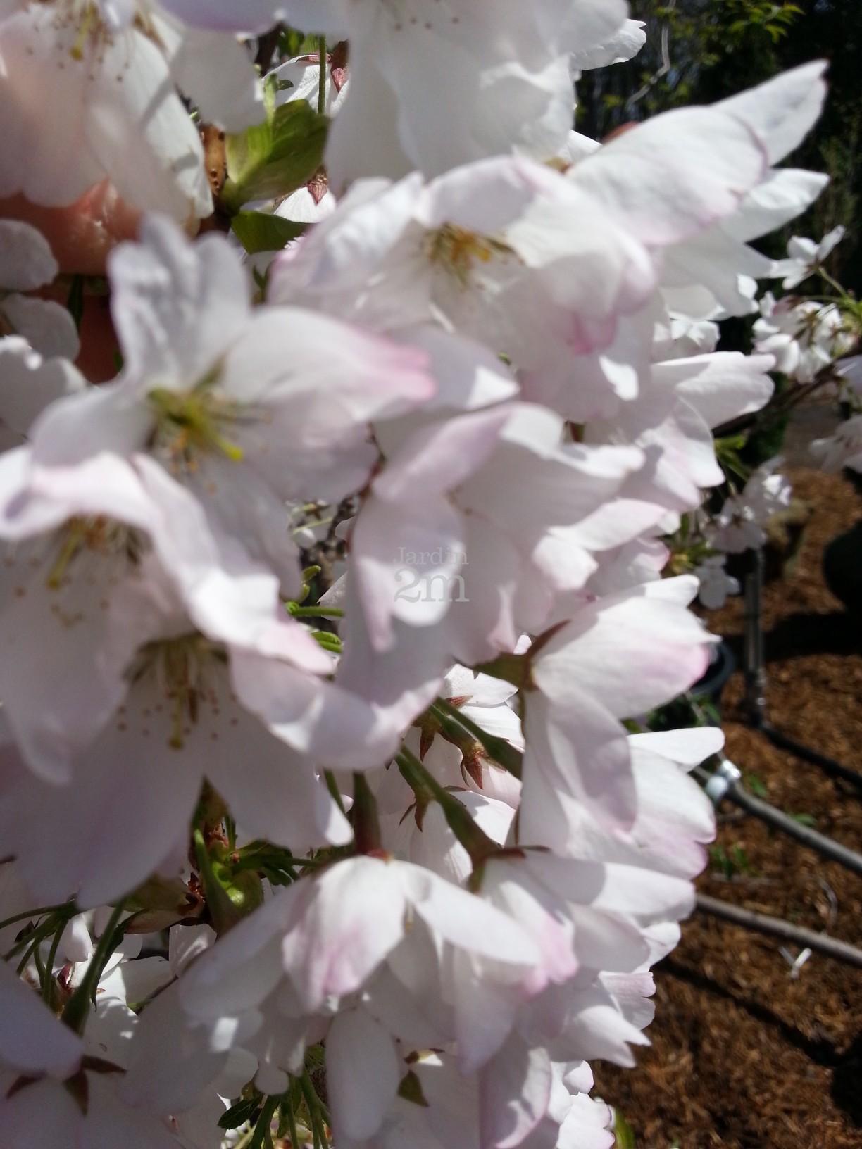 Fleur de cerisier (Noximilienne)